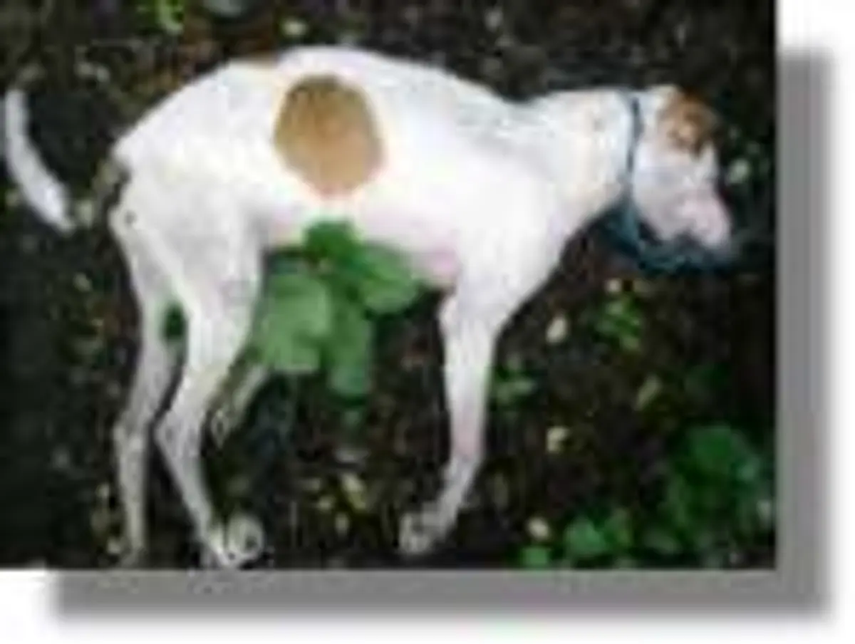 Κρέμασαν σκύλο και τον πέταξαν σε χωράφι!