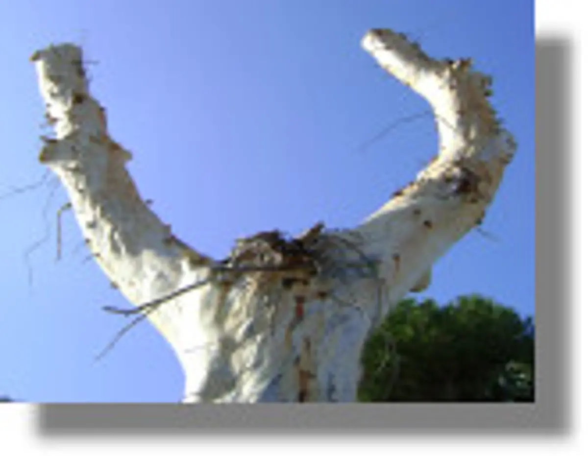 Έντονες αντιδράσεις για το κλάδεμα των δέντρων στη Λέρο