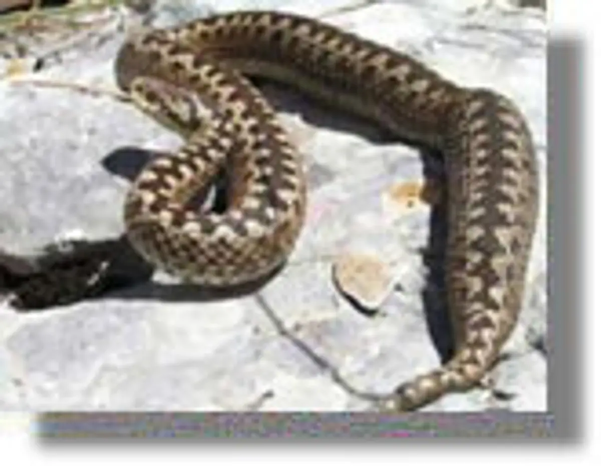 ΠΑΤΜΟΣ: Γαλλίδα πέθανε από δάγκωμα οχιάς!