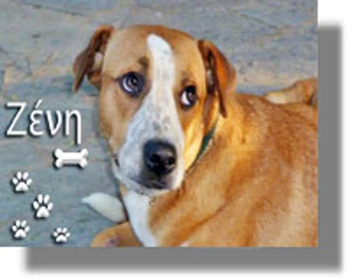 Ανακοίνωση από τους Φιλόζωους της Λέρου εγκαταλείφθηκαν δυο πανέμορφα χιονάτα κουταβάκια Υγιέστατα μικρού μεγέθους