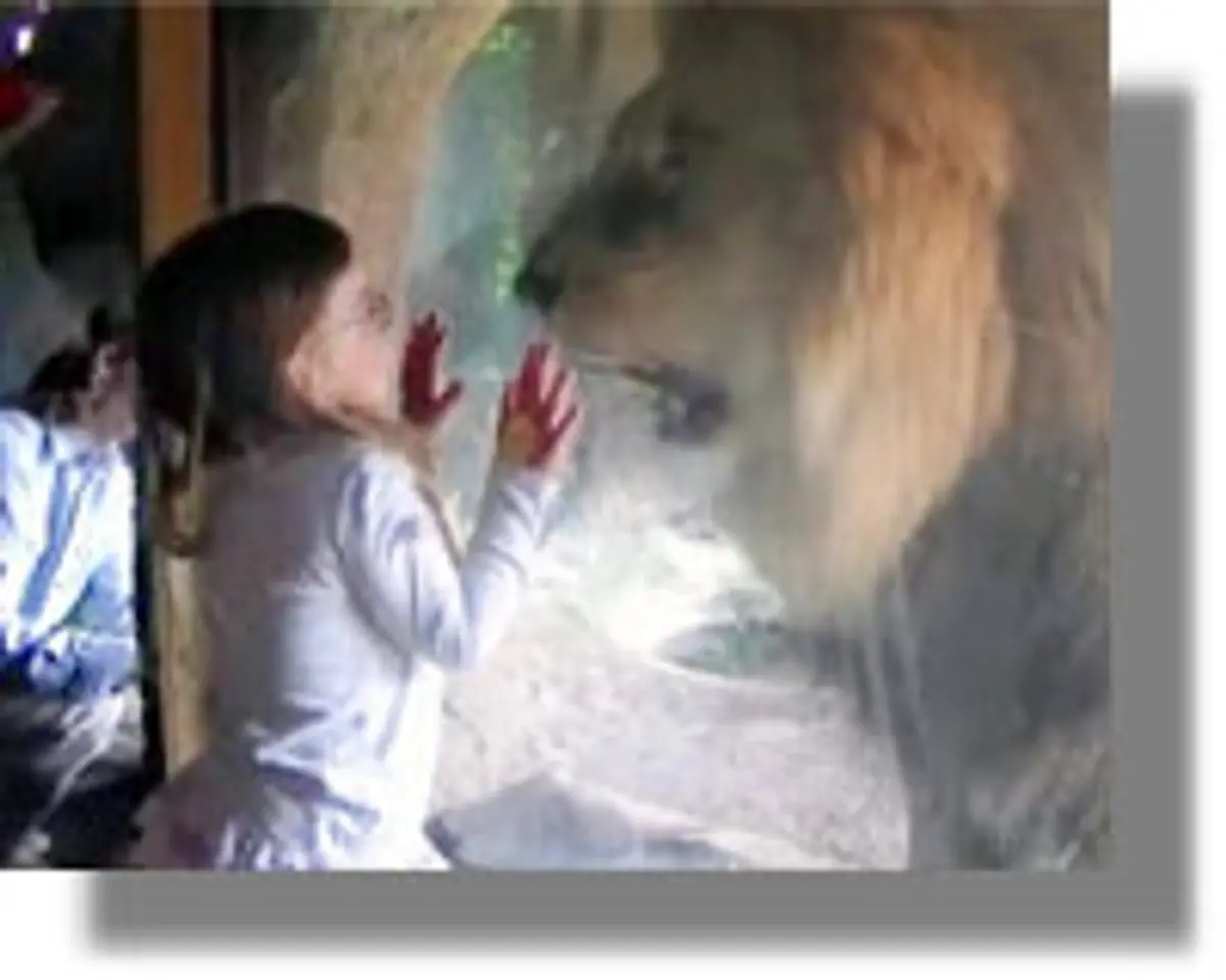 Δείτε το VIDEO με το λιοντάρι που κάνει θραύση στο διαδίκτυο!