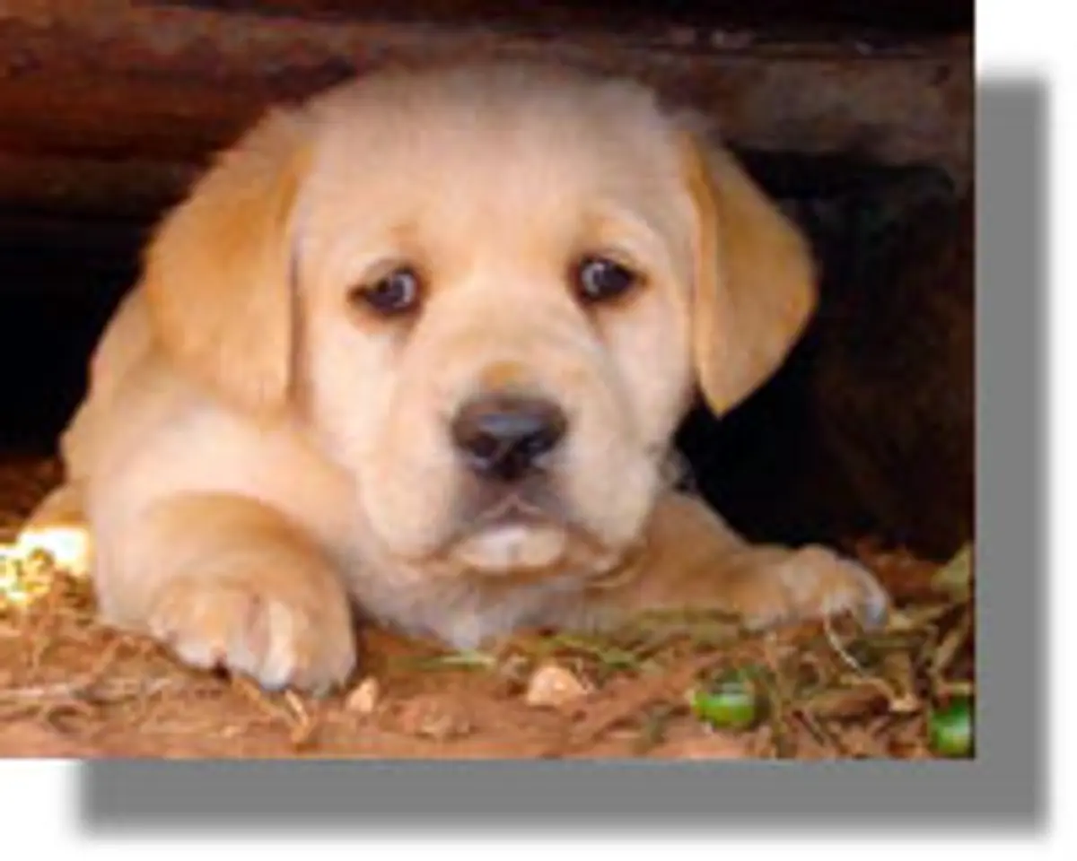 Αυτός είναι ο νέος νόμος για αδέσποτα και κατοικίδια!