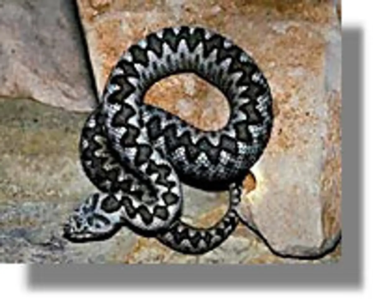 Οικολόγοι «σπέρνουν» φίδια στην Πάτμο για τη διαιώνιση του είδους. Ανησυχία στο νησί