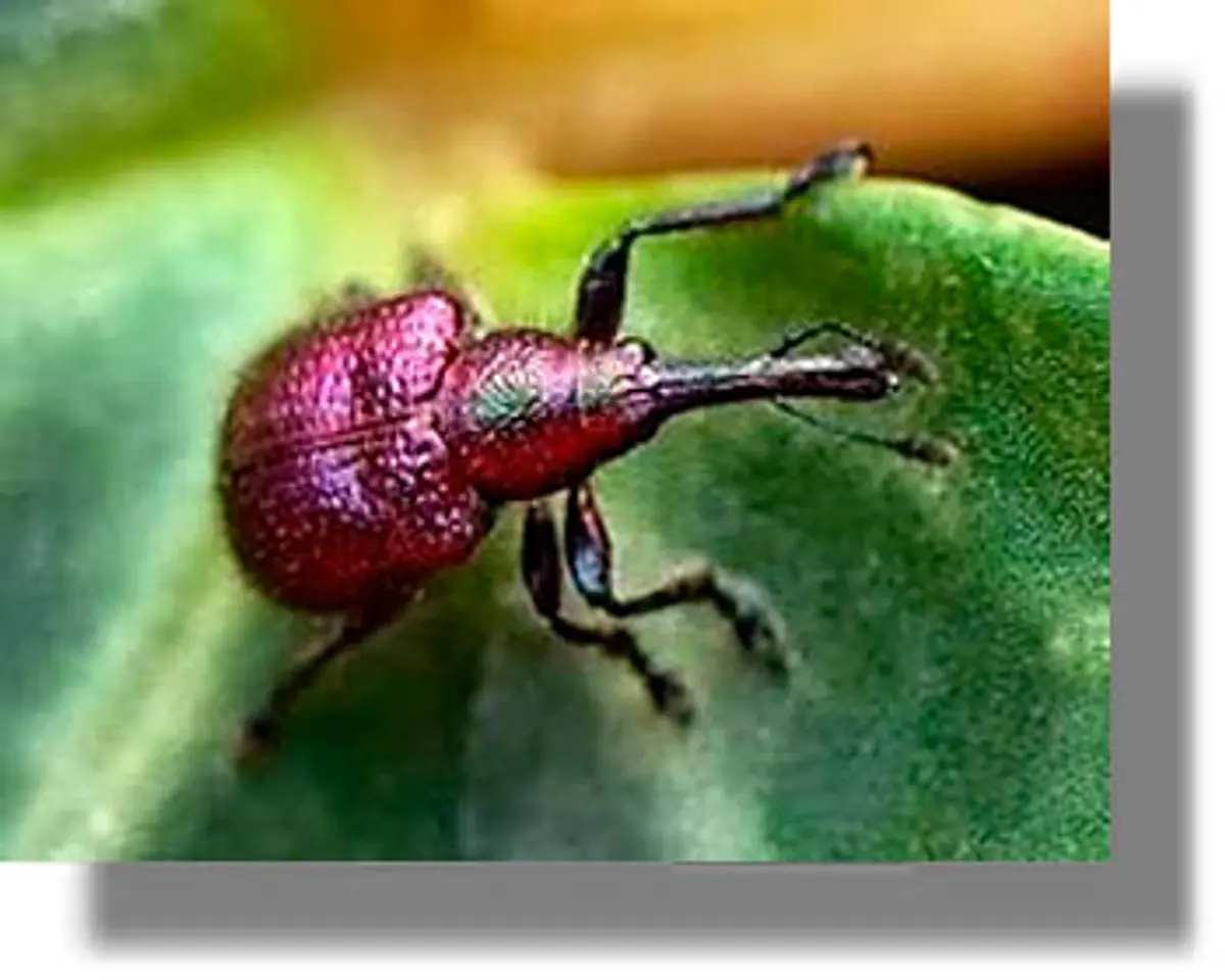 Προσβολή Ελαιώνων από το έντομο Ρυγχίτη – Οδηγίες αντιμετώπισης