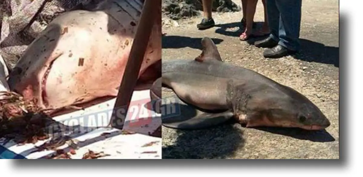 Ψαράς στη Σύρο έπιασε λευκό καρχαρία!