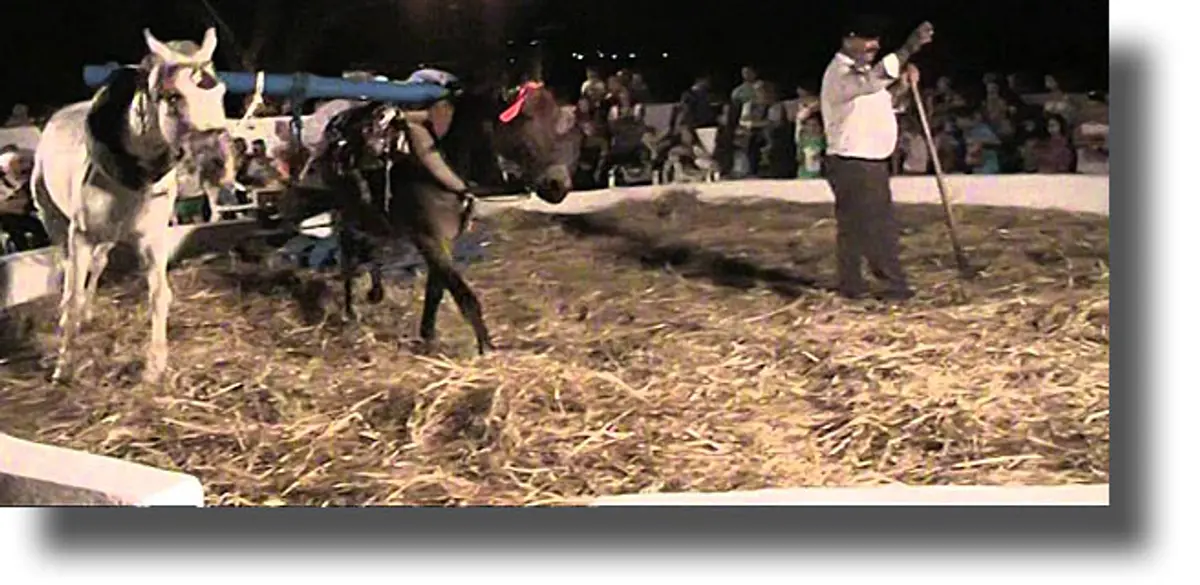 ΛΕΡΟΣ: Το Σάββατο 23 Ιουλίου η γιορτή του Αλωνάρη