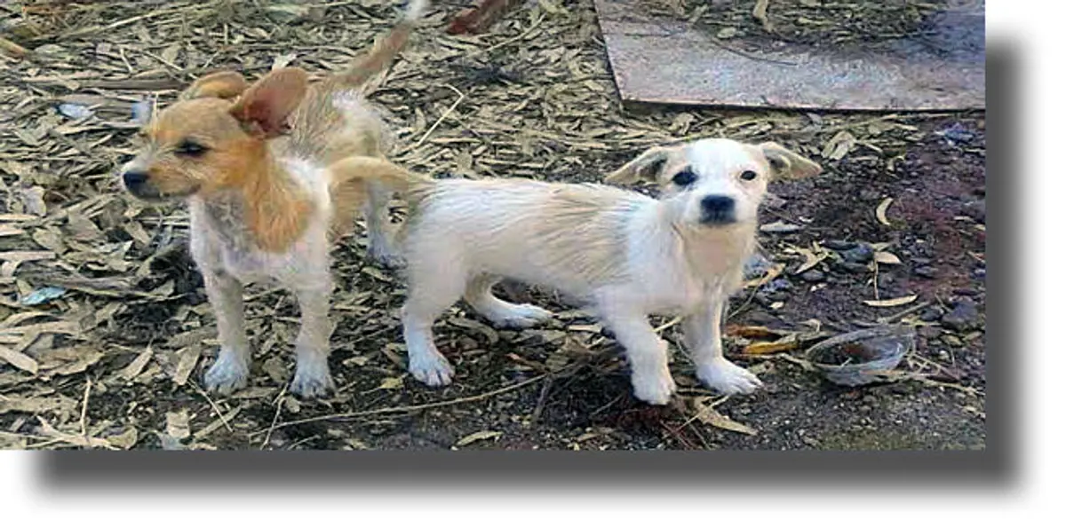 ΛΕΡΟΣ: Καταγγελία από συμπολίτισσα μας για εγκατάλειψη δυο μικρών σκύλων