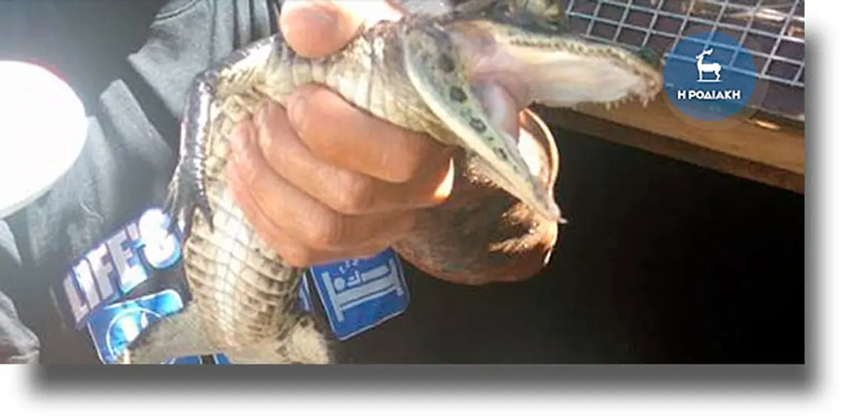 ΡΟΔΟΣ: Κατασχέθηκαν… αλιγάτορες, βόες και πύθωνες!