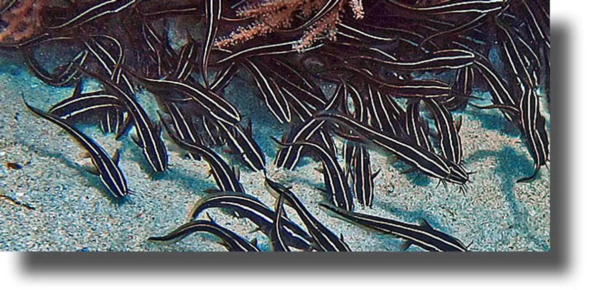 Νέες αφίξεις από δηλητηριώδη ψάρια στο Αιγαίο