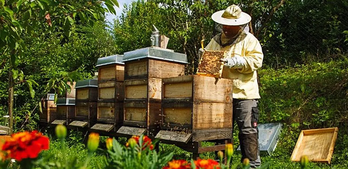Έρευνα για τη μελισσοκομία στα Δωδεκάνησα