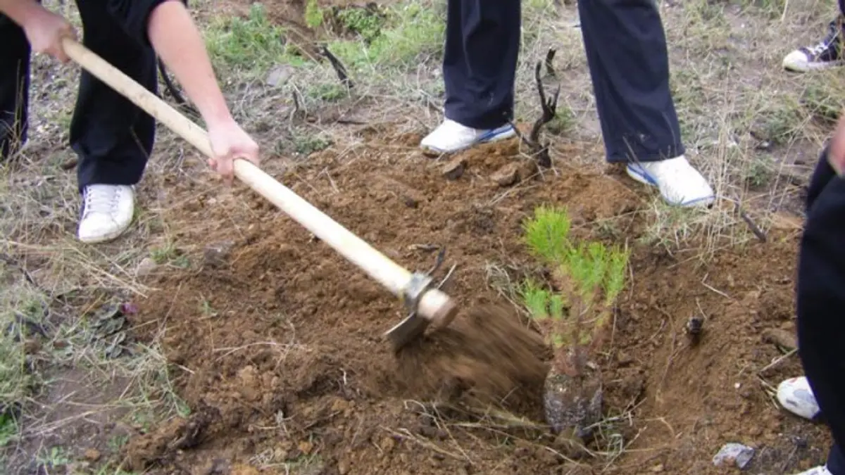 Λέρος: Πρόσκληση σε δεντροφύτευση από τον Δήμο