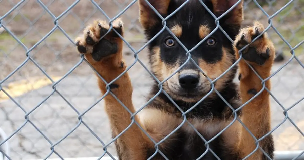 Λέρος: Κατατέθηκε ο πλήρης φάκελος για την ένταξη του Δήμου στο πρόγραμμα καταφυγίου για τα αδέσποτα