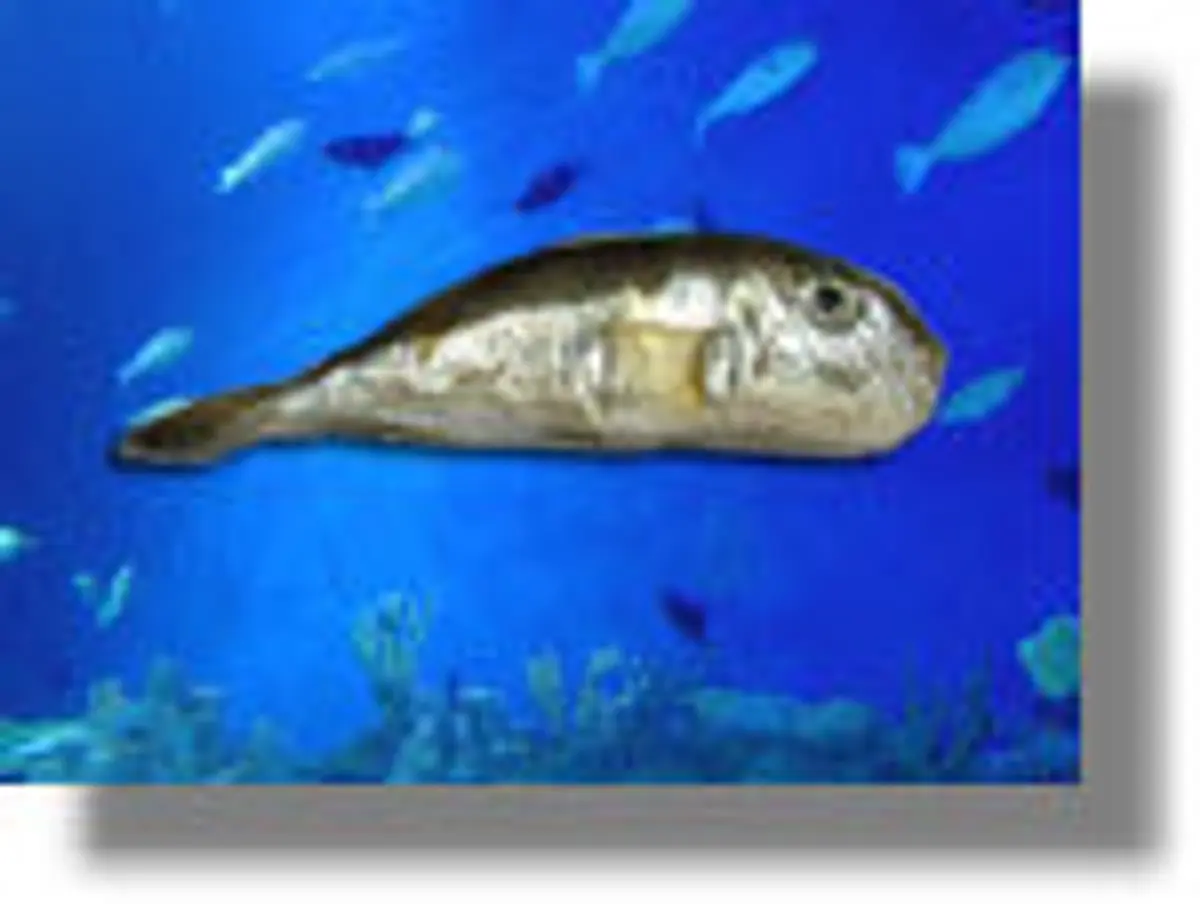 Ψαρεύτηκε λαγοκέφαλος τριών κιλών στη Λέρο!