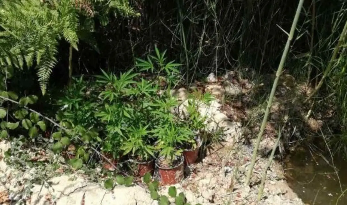 ΚΩΣ: Δύο συλλήψεις για κατοχή και καλλιέργεια δενδρυλλίων κάνναβης