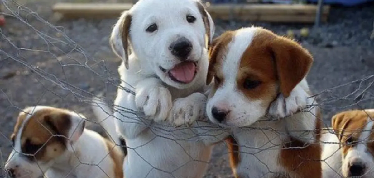 Λέρος: Δεύτερη πρόσκληση εκδήλωσης ενδιαφέροντος για τη διαχείριση των αδέσποτων ζώων συντροφιάς στο Δήμο Λέρου