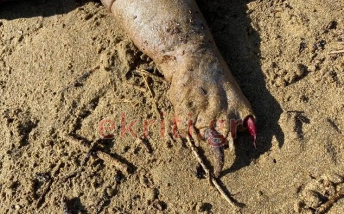 Σοκ στην Κρήτη: Απόκοσμο πλάσμα ξεβράστηκε από ποτάμι – Ανάστατοι οι κάτοικοι!