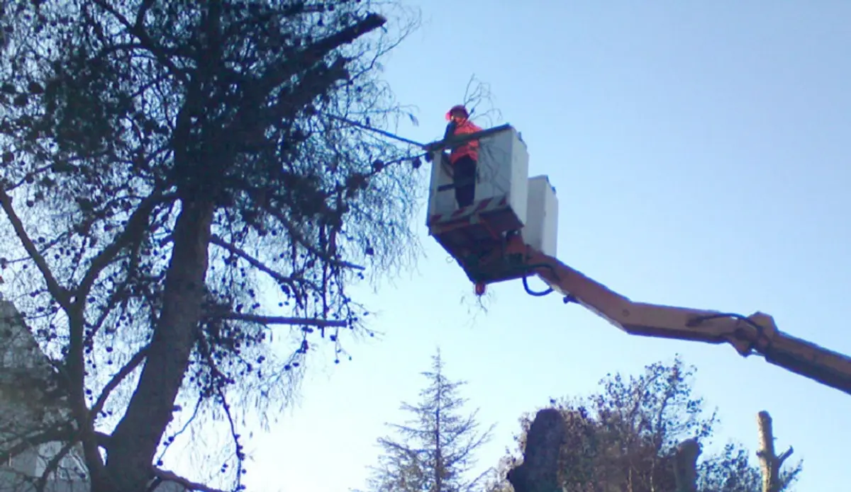 Τέλος η άδεια του Δασαρχείου για κλάδεμα δέντρων εντός οικοπέδων