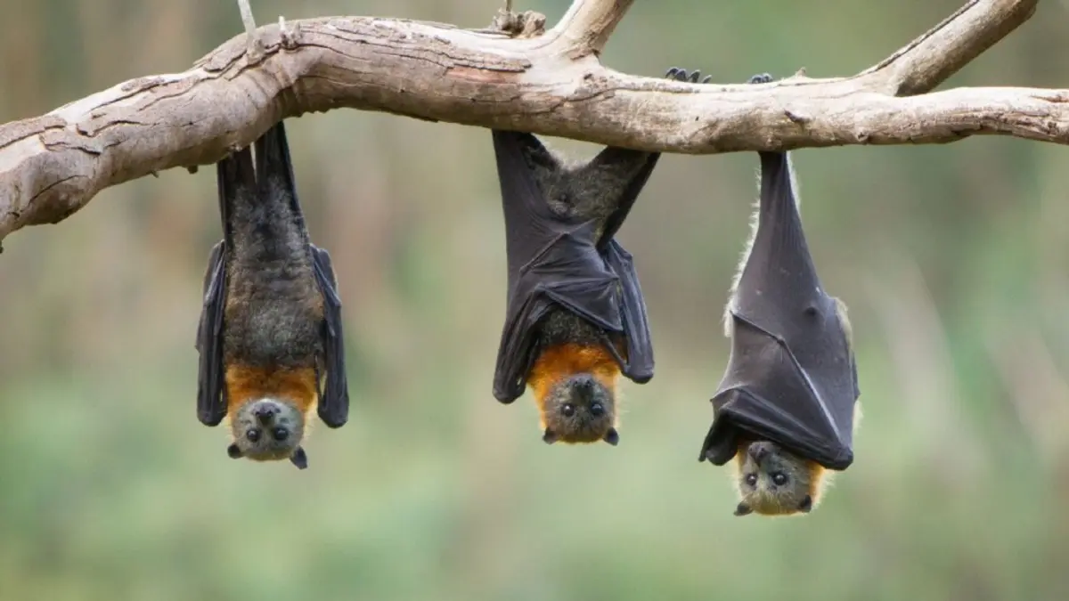 Κορωνοϊός και νυχτερίδες: Μελέτη αποκαλύπτει όλα όσα δεν ξέρουμε τρία χρόνια μετά το πρώτο κρούσμα