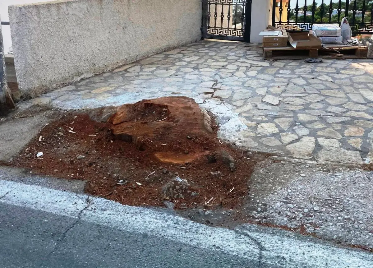 Λέρος: Νέα καταγγελία Μιχάλη Κόλια – Αναφέρεται σε παράνομη κοπή δέντρων