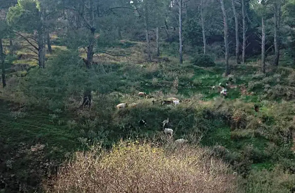 Λέρος: Καταγγελία στην Εισαγγελία από κατοίκους για υπόθεση παράνομης βόσκησης