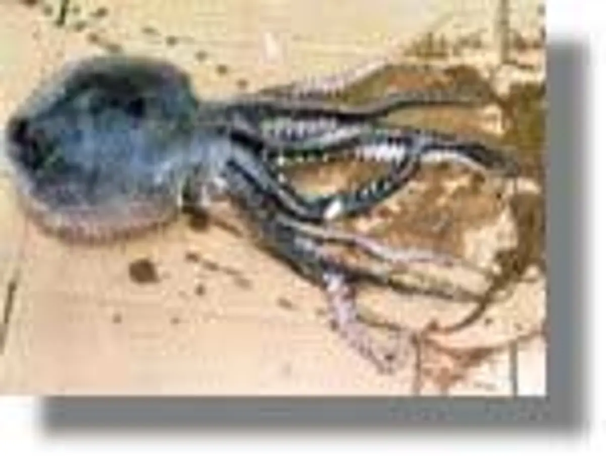 Σπάνιο χταπόδι βρέθηκε στη Λέρο