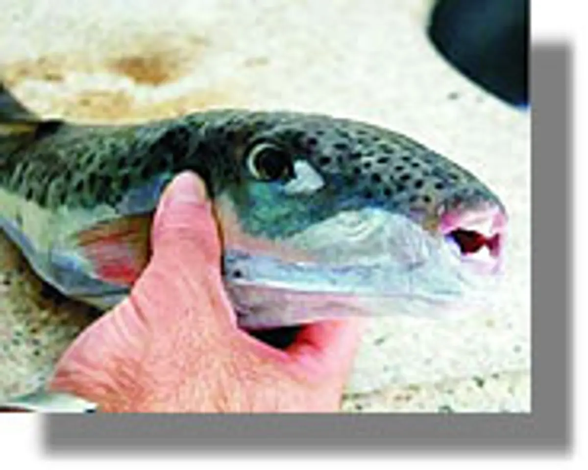 Γέμισε από λαγοκέφαλους η θάλασσα της Πάτμου