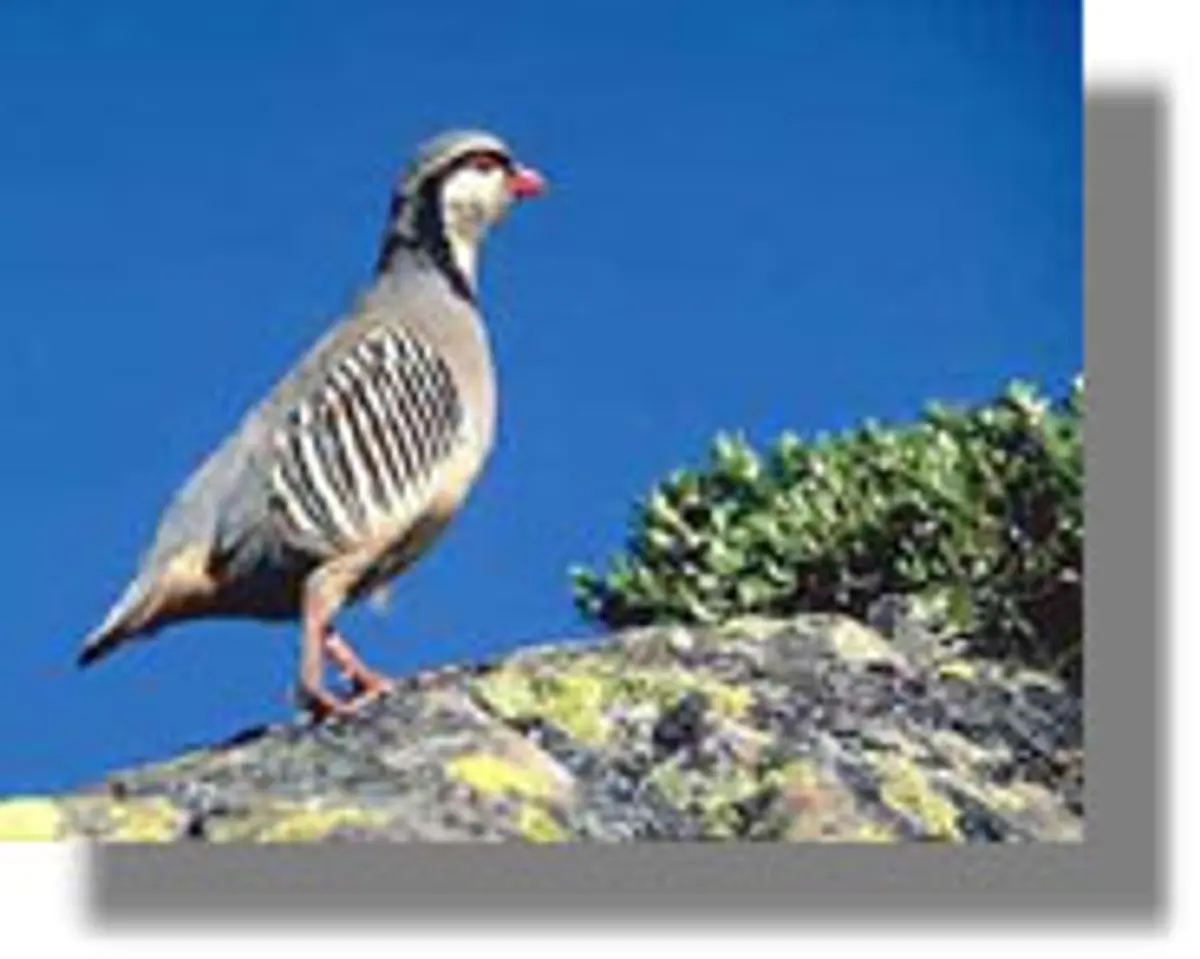 Εξαφανίστηκαν οι πέρδικες από το Απιτίκι Λέρου