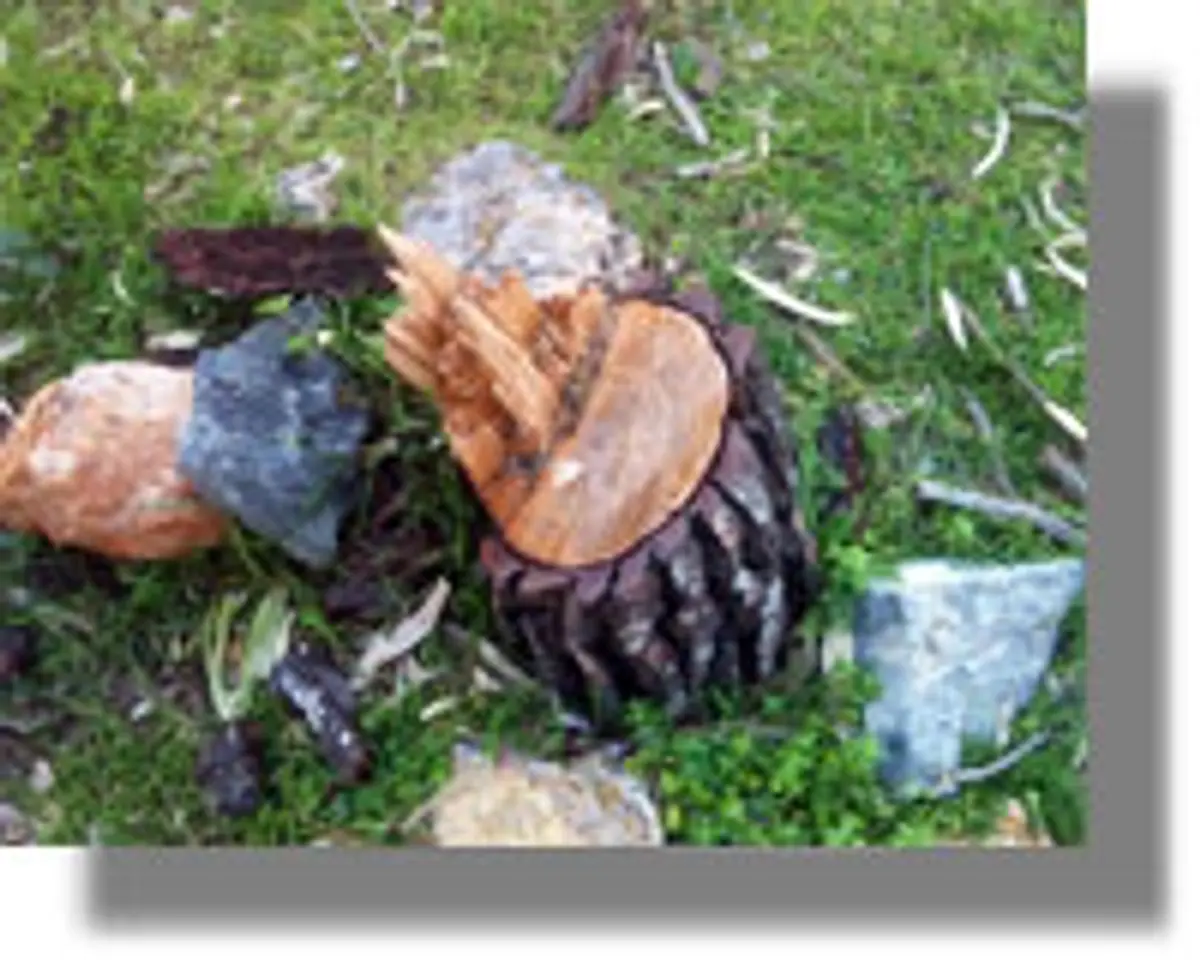 Οικολογικό έγκλημα στην ευρύτερη περιοχή της Μερικιάς!