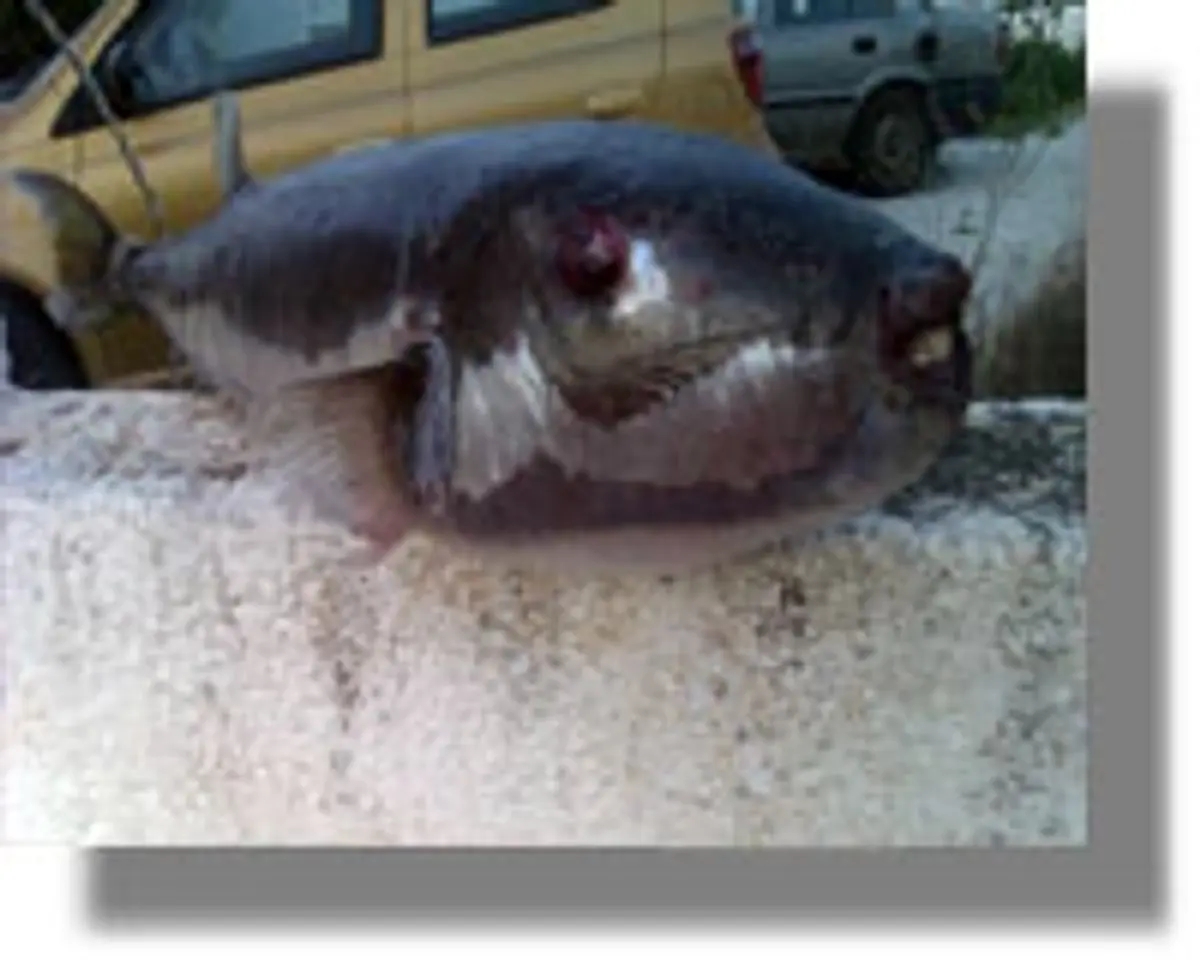 Ένα τεράστιο δηλητηριώδη λαγοκέφαλο έπιασε ψαράς στα δίκτυα του