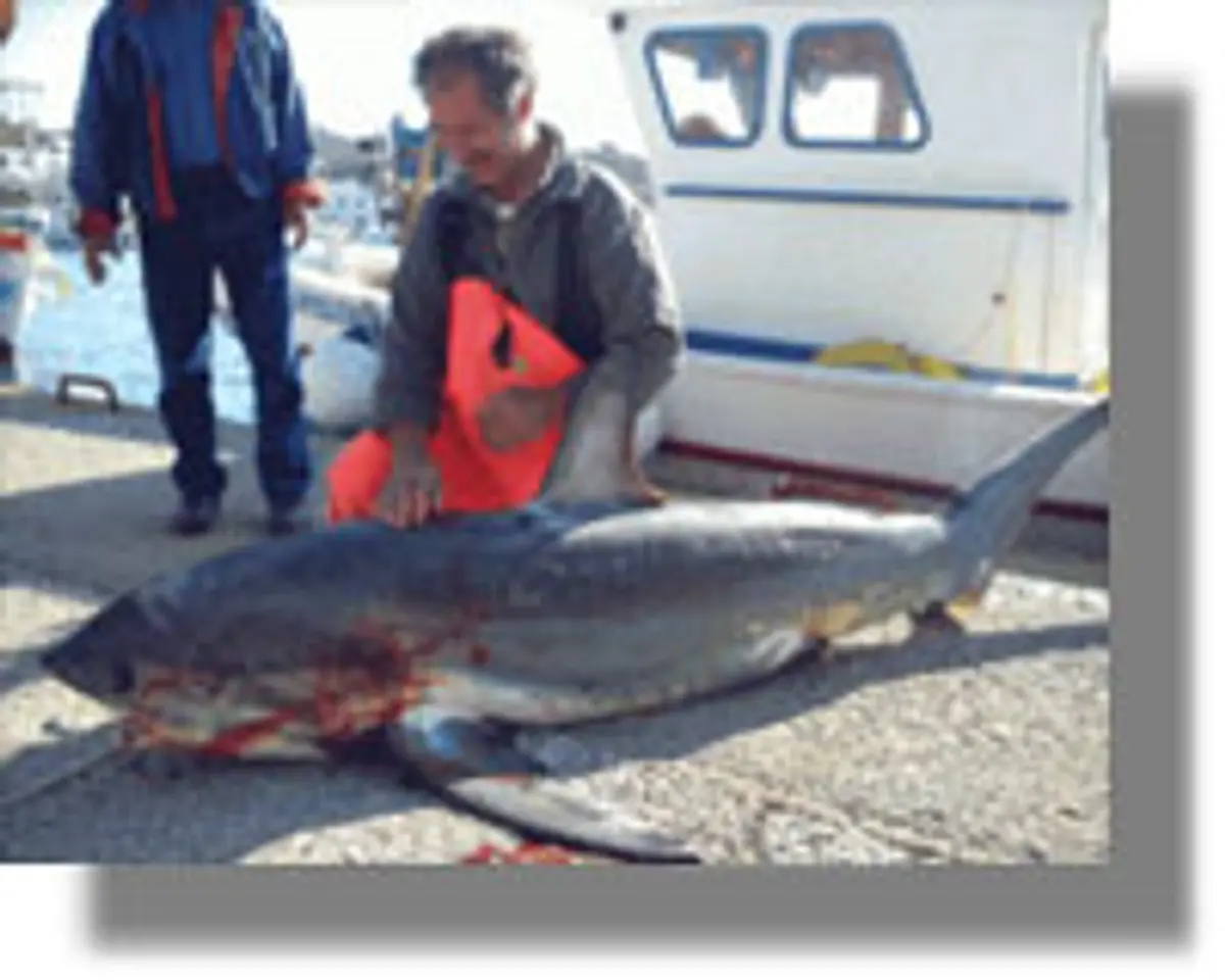 Σκυλόψαρο 4 μέτρα ψαρεύτηκε στην περιοχή της Πάτμου