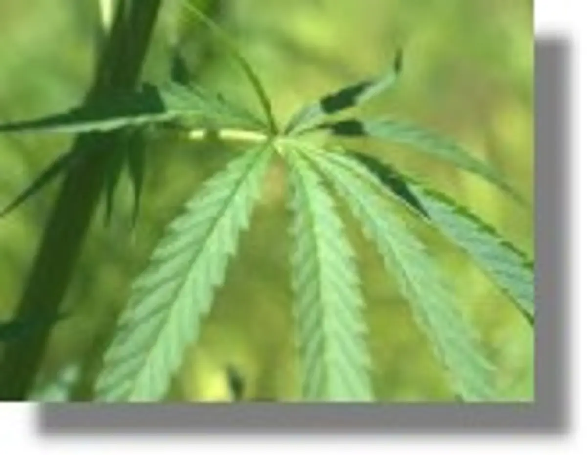 ΛΕΡΟΣ: Συνελήφθη 67χρονος για καλλιέργεια δενδρυλλίων κάνναβης!