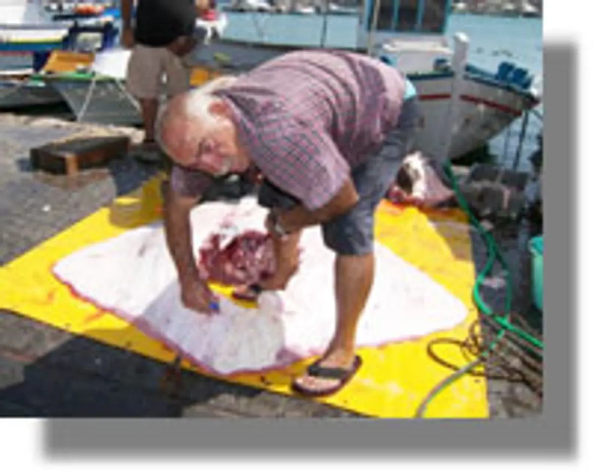 Σαλάχι 200 κιλών έπιασαν ψαράδες στην Κω!