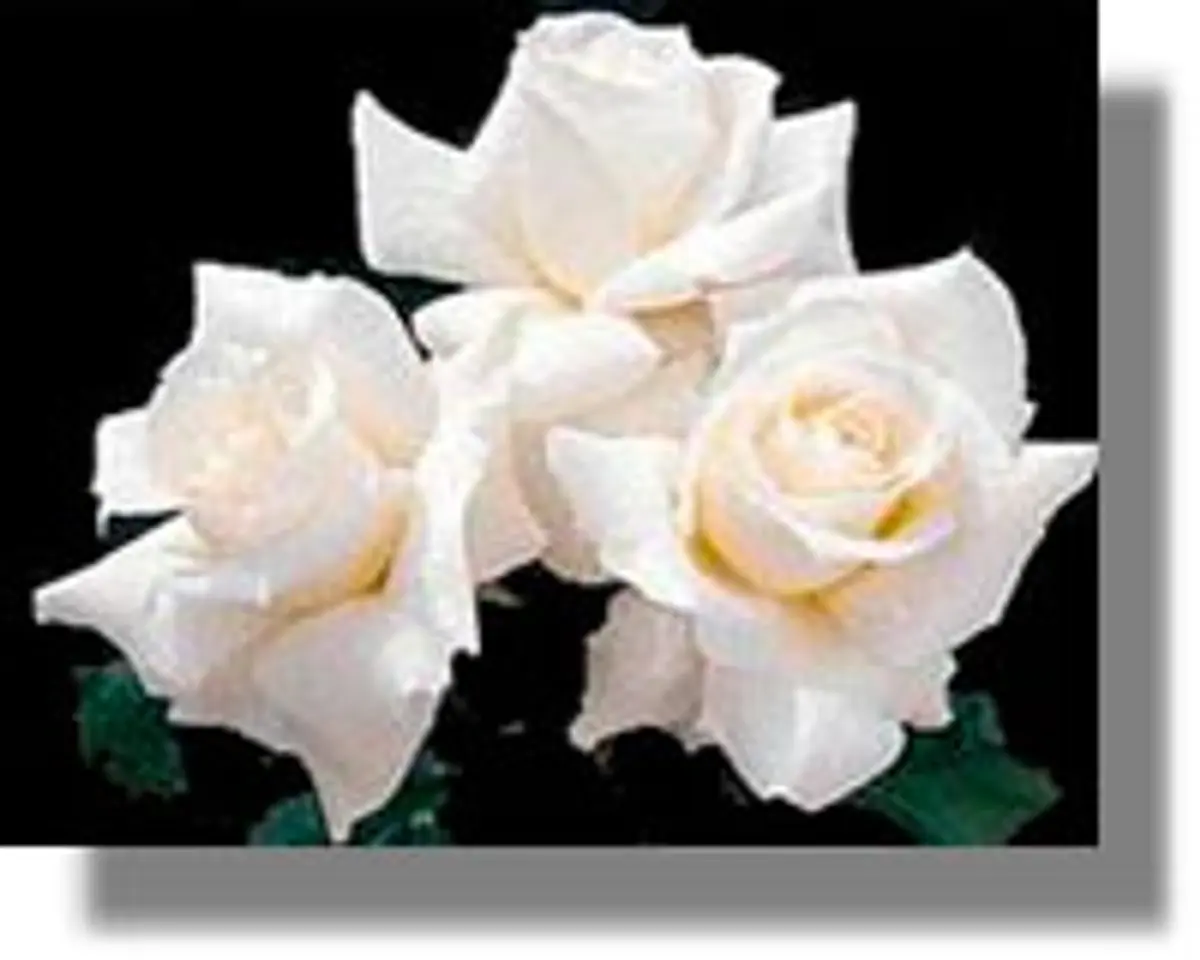 Σήμερα στις 4.00μμ το τελευταίο αντίο στη Νίκη...