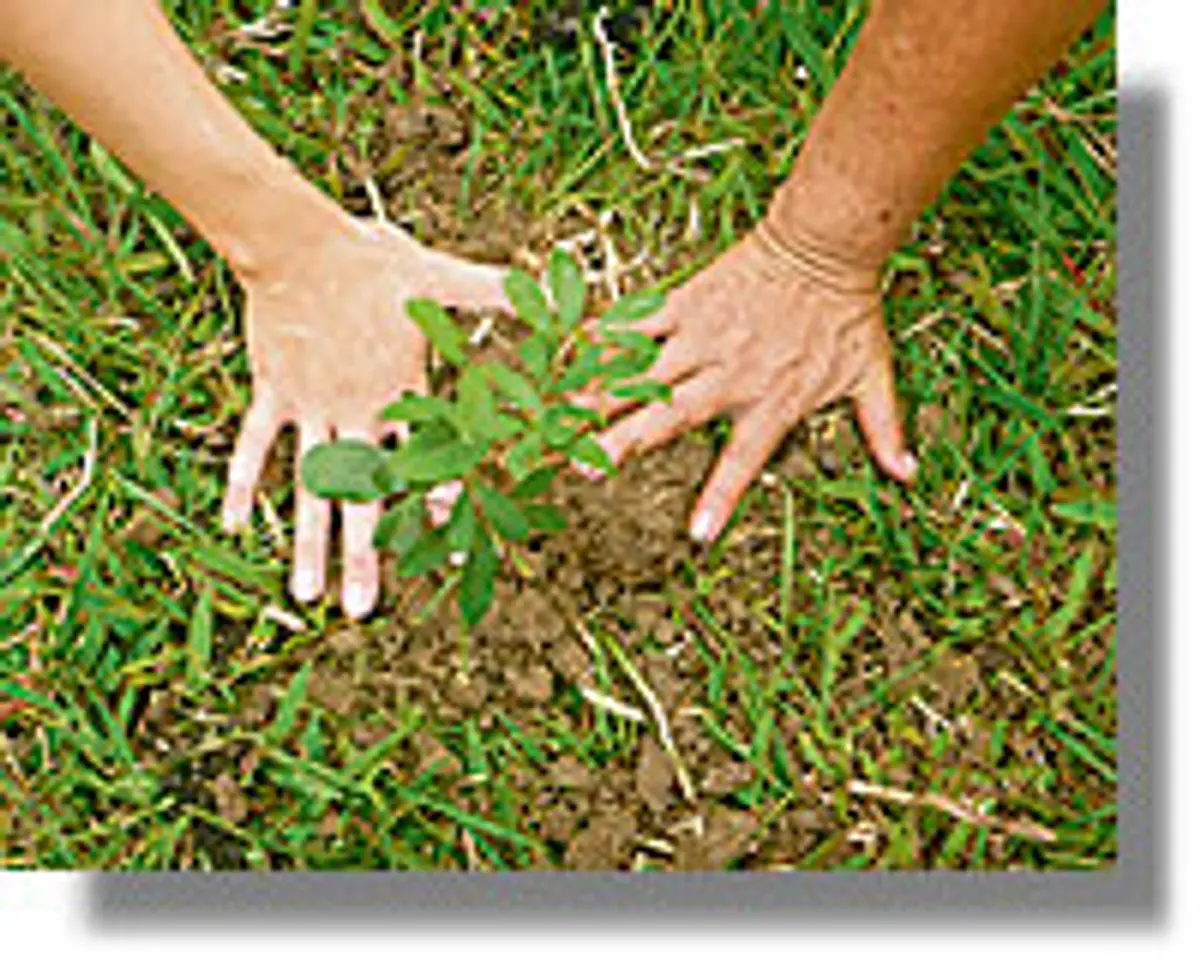 ΛΕΡΟΣ: Κήρυξη αναδασωτέας έκτασης στο «Κουλούκι»