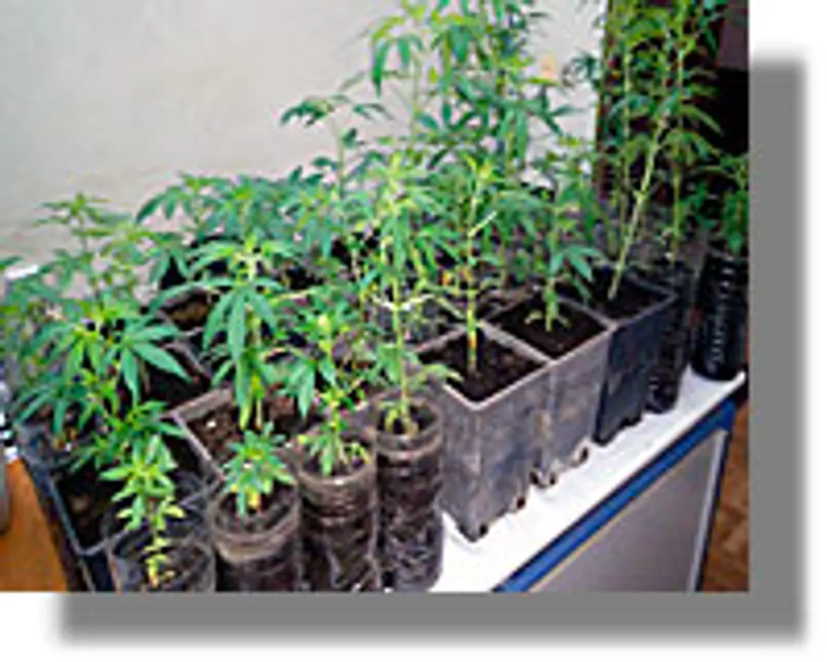 υδροπονική καλλιέργεια κάνναβης