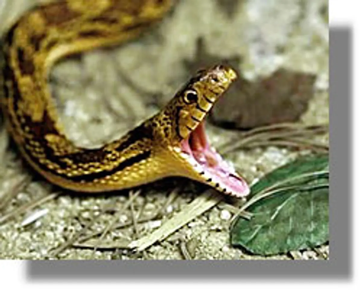 ΠΑΤΜΟΣ Οχιά