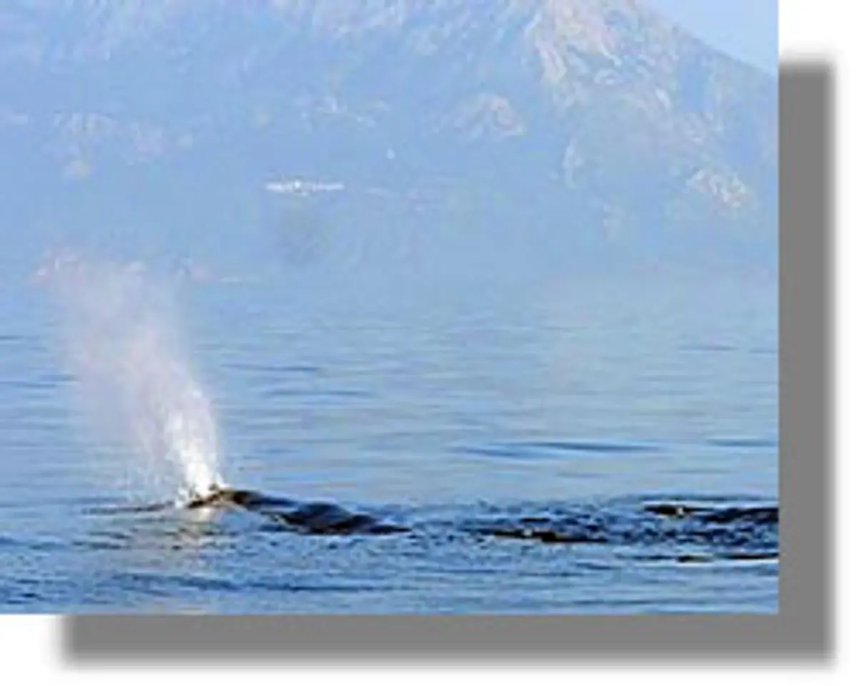 Φάλαινες Φυσητήρες