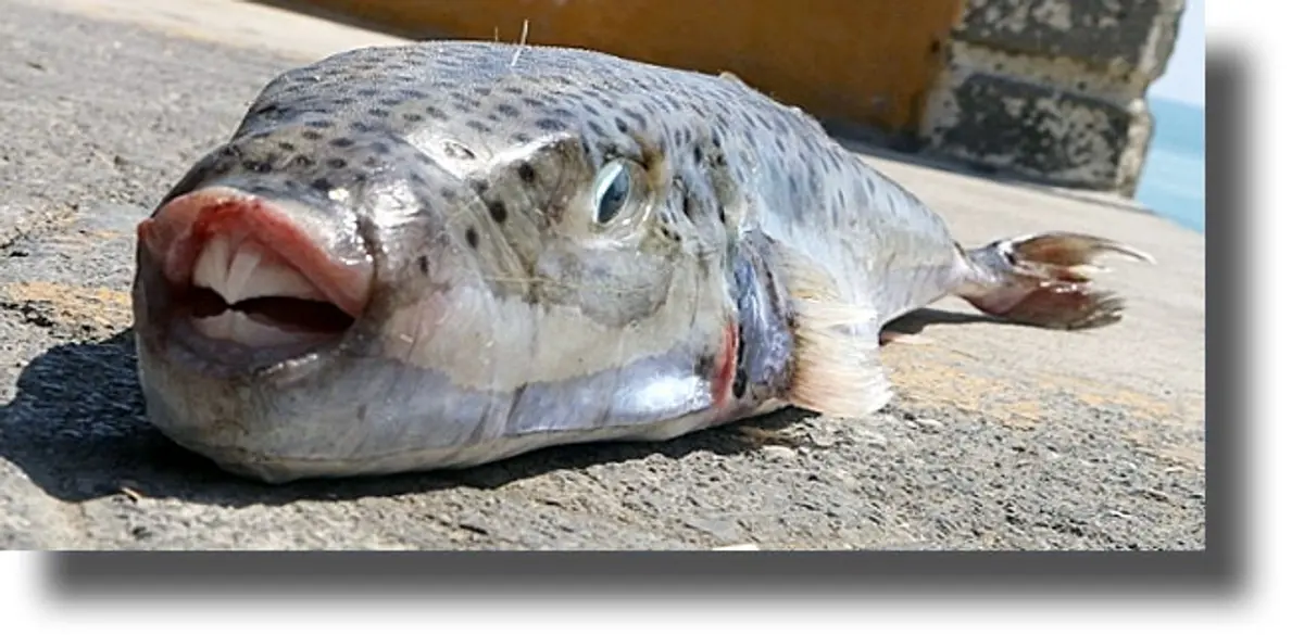 Σκορπούν τον τρόμο οι λαγοκέφαλοι – Επιτέθηκαν σε 8χρονο κοριτσάκι