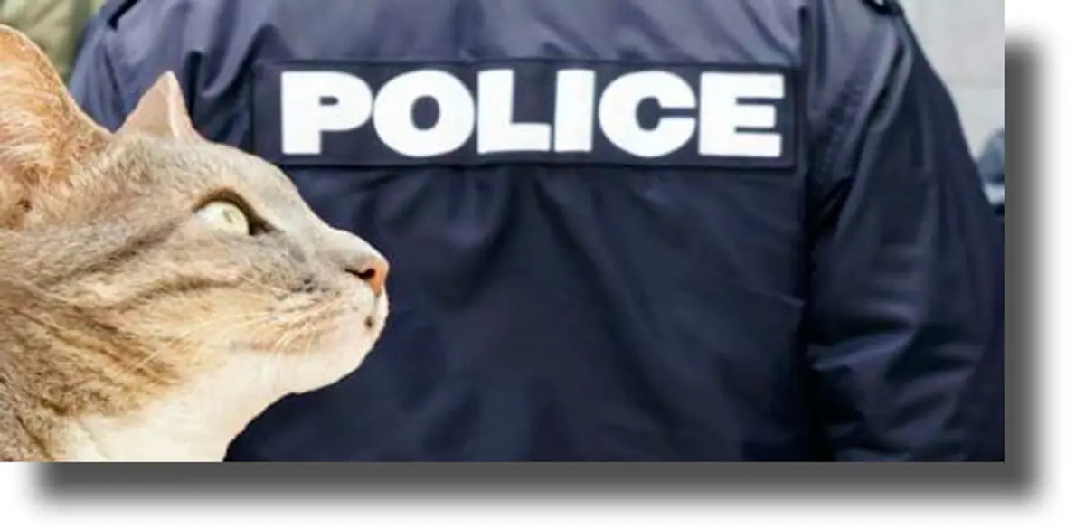 ΛΕΡΟΣ: Έντεκα γάτες θανάτωσαν άγνωστοι