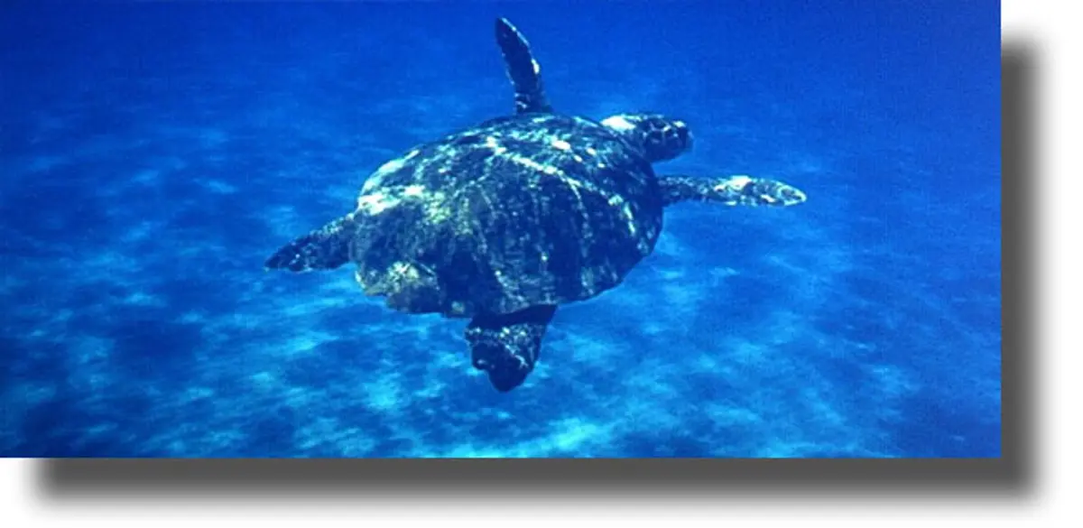 Κως: Εντοπισμός νεκρής θαλάσσιας χελώνας