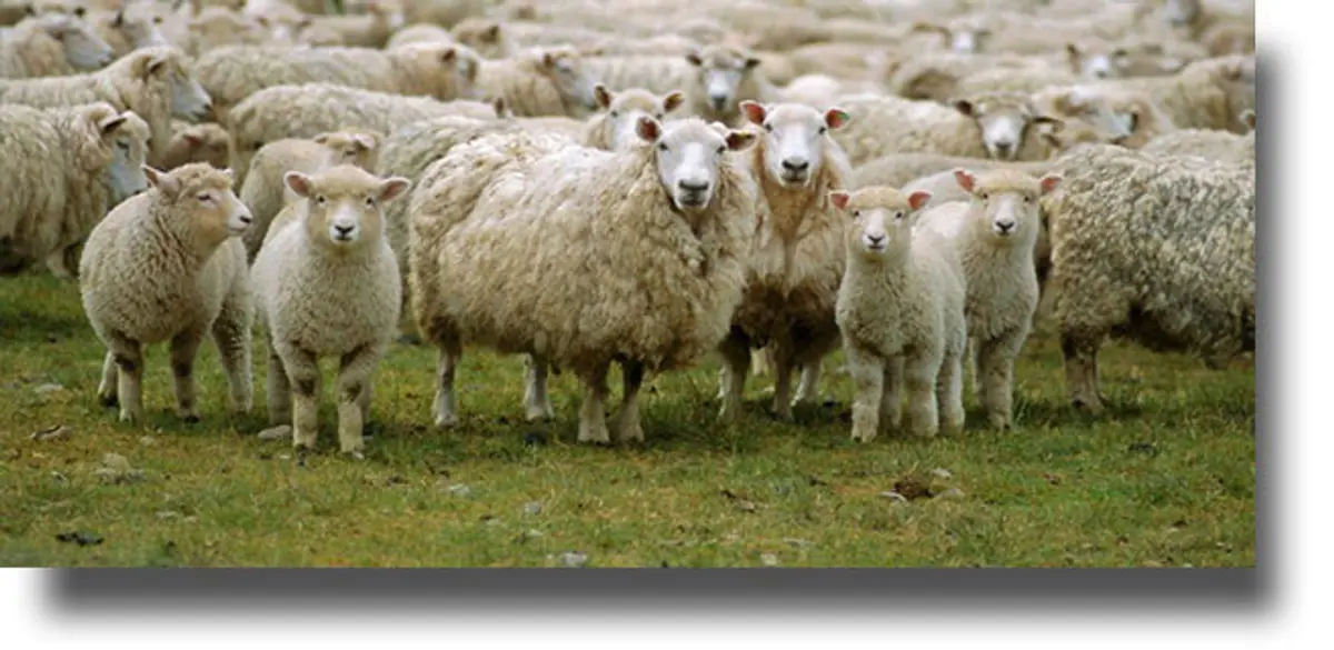 Τοξίνη των προβάτων πιθανώς να συνδέεται με την σκλήρυνση κατά πλάκας