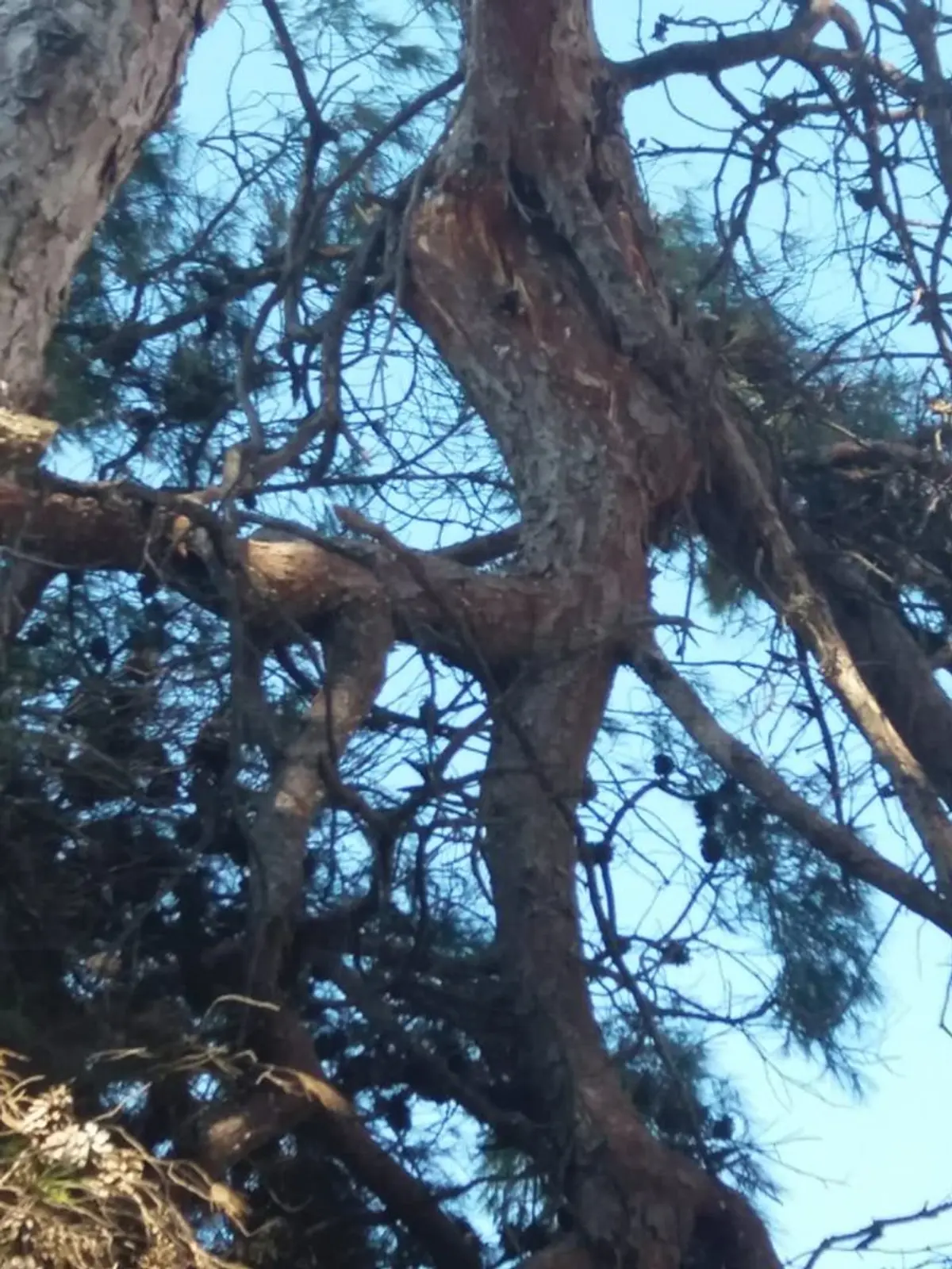 Λέρος: Mε επιτυχία η εκδήλωση για την κοπή πίτας της Πανελλήνιας Ένωσης Λερίων