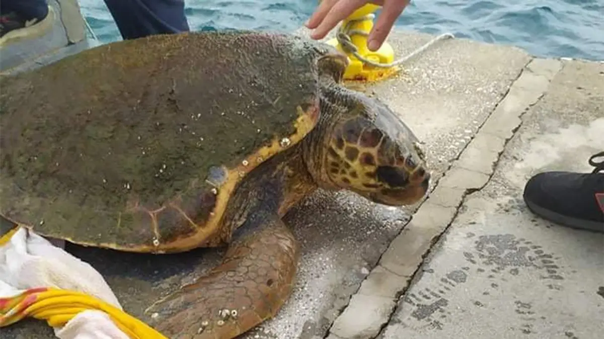 Λέρος: Εντοπίστηκε τραυματισμένη καρέτα – καρέτα στο λιμάνι