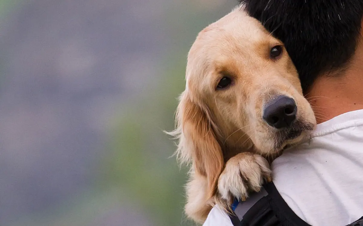 Τι πρέπει να κάνετε στον σκύλο σας μέχρι τον Μάρτιο – Ο νέος νόμος για τους ιδιοκτήτες ζώων συντροφιά