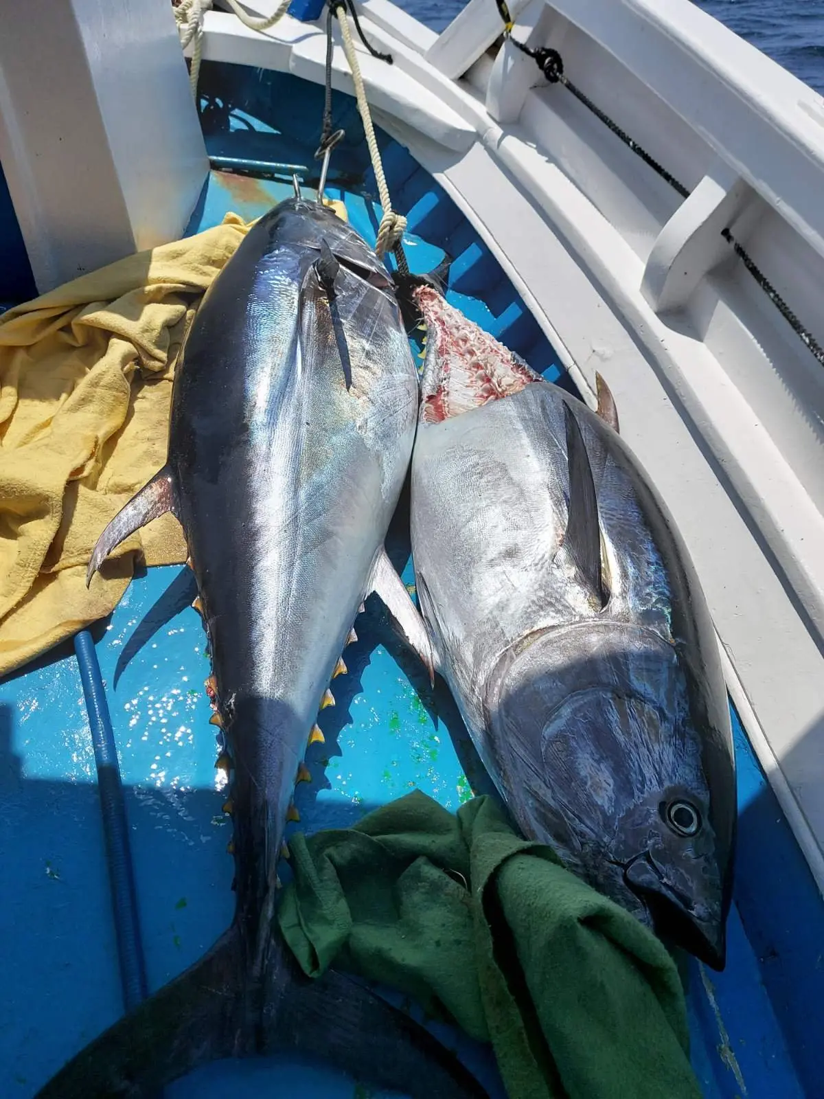 Κάλυμνος: Κατασχέθηκαν από το Λιμενικό δύο τεμάχια ερυθρού τόνου (BFT) τριακοσίων κιλών